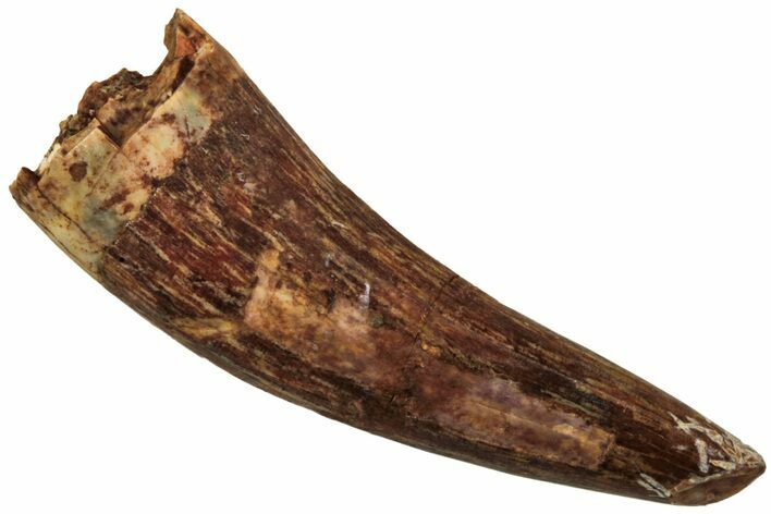 Fossil Triassic Reptile (Phytosaur) Tooth - New Mexico #219428